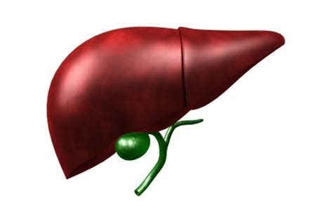 Fungsi Dari Organ Hati Atau Hepar/Liver - tips and trik 7