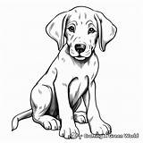 Great Dane Coloring Pages  Free & Printable sketch template