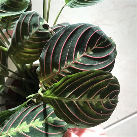 A Short and Simple Guide to Maranta Plants