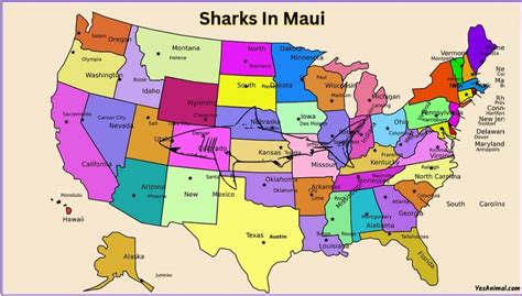 Sharks In Maui: Everything You Need To Know