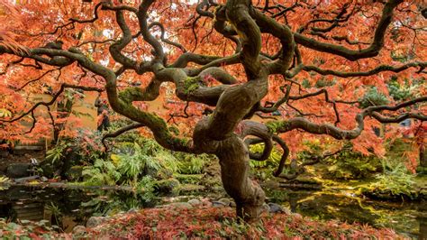 20 Places to See Autumn Leaves in Japan 2024 | Japan Wonder Travel Blog