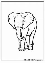 Detailed Elephant Coloring Pages sketch template