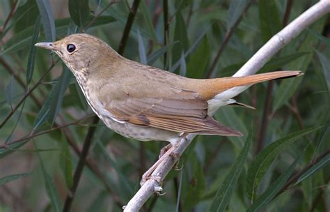 Hermit Thrush | San Diego Bird Spot