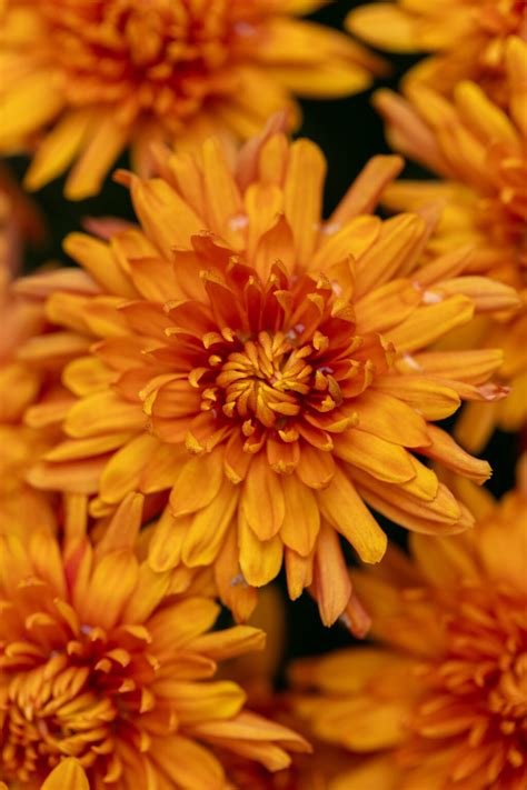 Fall Mums • Free Nature Stock Photo