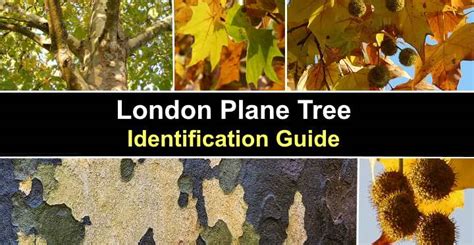 London Plane Tree: Leaves, Bark, Flowers (Pictures) – Identification