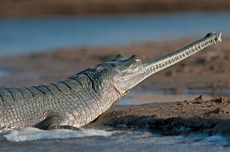 The Gharial – Good News for the Critically Endangered Indian Crocodile? | The Ark In Space