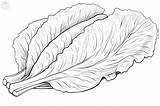 Lettuce Coloring Pages sketch template