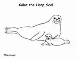 Seal Harp Coloring Page sketch template
