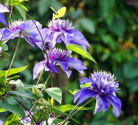 20 Beautiful Yet Poisonous Flowers You Should Only Plant with Caution - Garden and Happy