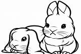 Cute Baby Bunnies Coloring Coloring Pages sketch template