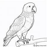 Parrot Coloring Pages Wecoloringpage Com  Vrogueco sketch template