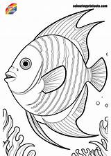 Angelfish Coloring Pages Free Printables sketch template