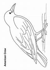 American Crow Coloring Page Realistic Sketch sketch template