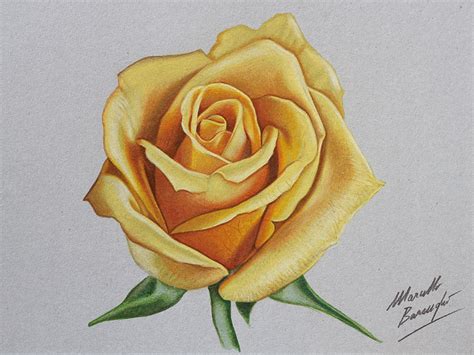 Free Rose Drawing, Download Free Rose Drawing png images, Free ClipArts on Clipart Library