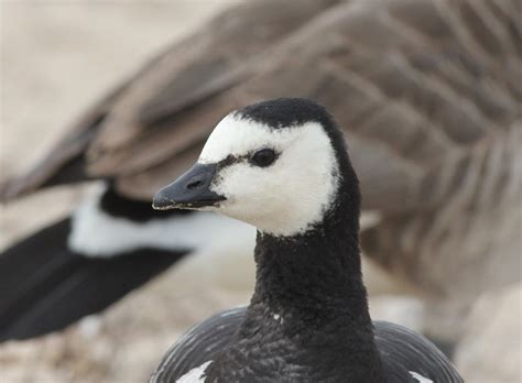 Barnacle Goose (of captive origin), New Buffalo, MI, 24 Ma… | Flickr