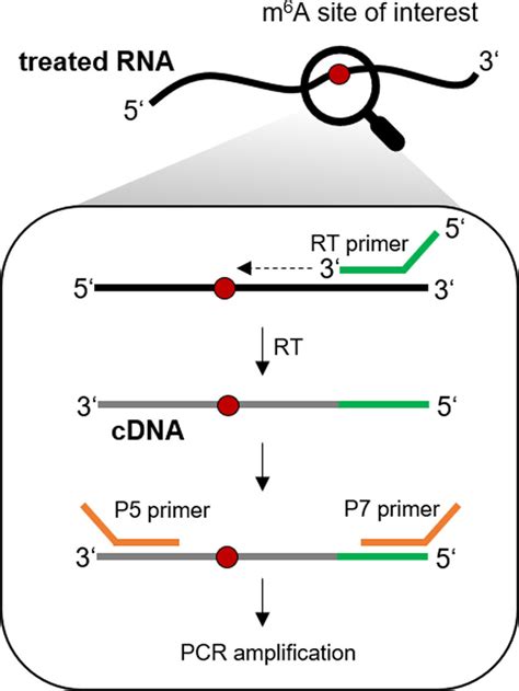 Library preparation scheme for amplicon sequencing of targeted m 6 A... | Download Scientific ...