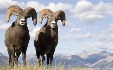 Interesting facts about bighorn sheep – Just Fun Facts