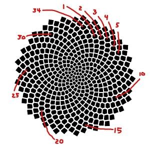 The Golden Ratio in Sunflowers | The Lasting Journey to Life Long Learning