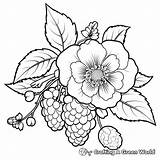 Raspberry Coloring Pages  Free & Printable sketch template
