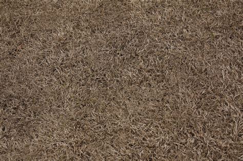 Should You Repair or Replace Dead Grass? Let's Review Options.