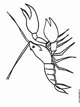 Crayfish coloring Pages sketch template