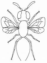 Free Printable Bug Coloring Pages For Kids sketch template