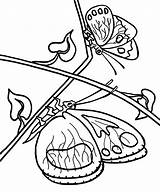 Free Printable Butterfly Coloring Pages For Kids sketch template