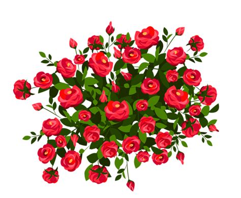 Red Rose Bush PNG Clipart Image | Planting roses, Rose bush, Flower art ...