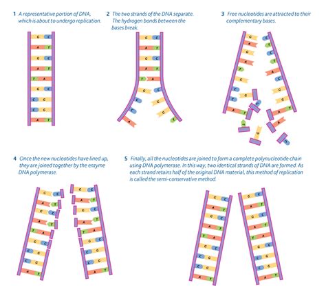 Simple Dna Replication Diagram