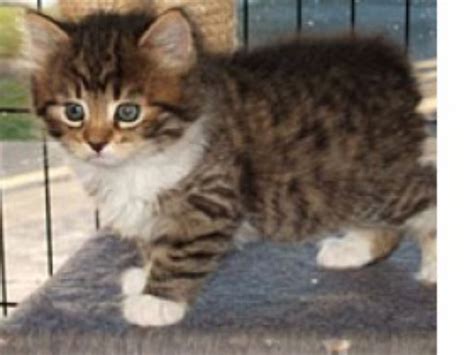 Manx vs American Bobtail - Breed Comparison | MyCatBreeds