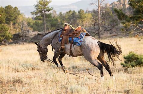 Bucking as seen from the #1 Challenge | Horse Sense Leadership