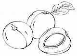Nectarine Coloring Pages Printable For Free Download sketch template