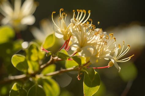 Honeysuckle Flower Meaning, Symbolism & Spiritual Significance ...