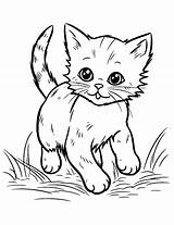 25 Kitten Coloring Pages Free Cute Sheets sketch template