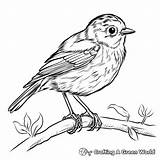 Robin Coloring Pages  Free & Printable sketch template