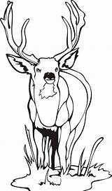 Deer Coloring Page Printable sketch template