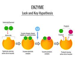 Lock and key mechanism of enzyme action Royalty Free Vector