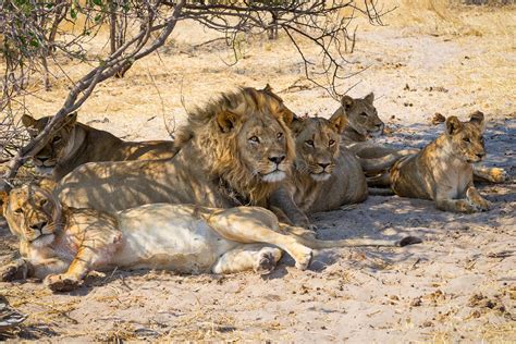 Pride of Lions Reportedly Attacks, Eats Rhino Poachers Trespassing on ...