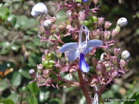 Kas Pathar - Flowers valley in Maharashtra - Rakmoddin's Travel Blog