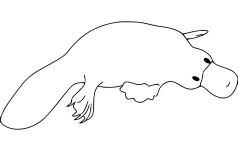 Baby Platypus Coloring Page - Free Printable Coloring Pages for Kids