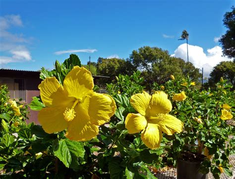 Yellow Hibiscus, Hawaii State flower Yellow Hibiscus, Hawaii, Usa, Flowers, Plants, Photography ...