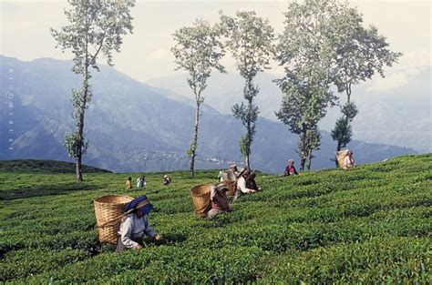 Darjeeling Tea Gardens Complete List 90 Tea Estate - Lelow Online