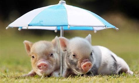 Dwarf Pigs - Which Low Maintenance Yet Cool Pets Are Best for You ...