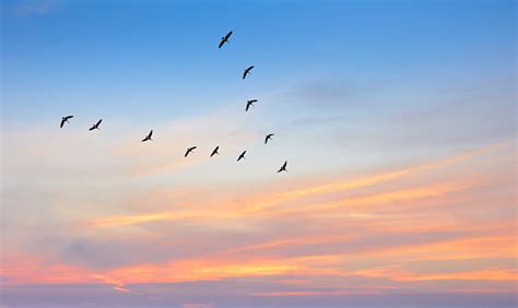 Birds In Flight Against Beautiful Sky Background Stock Photo - Download ...