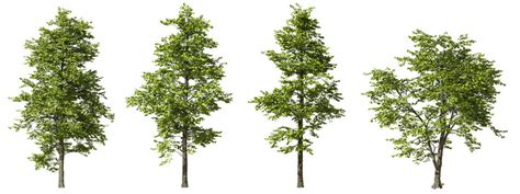 Tree Png