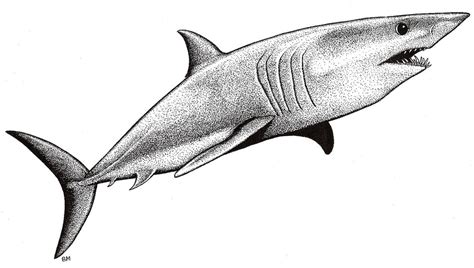 Mako Shark Picture | Pen and ink drawing of a Mako Shark by … | Flickr