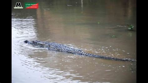 Crocodile rescued, released in Chambal river - Hindustan Times