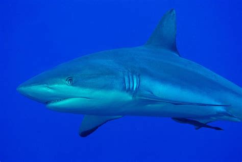 Bird's Head Seascape Grey Reef Shark (Carcharhinus amblyrhynchos), @Boo Rocks, Misool, Raja ...