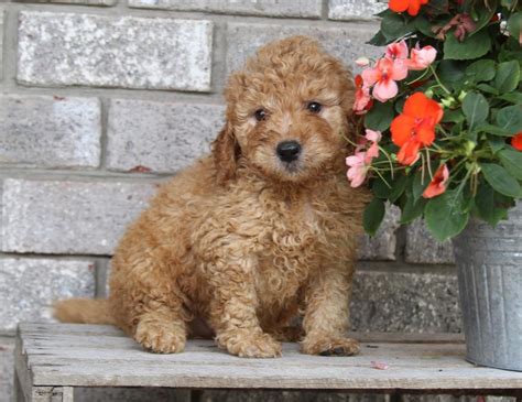 Golden Doodle Puppies For Sale | San Antonio, TX #248212