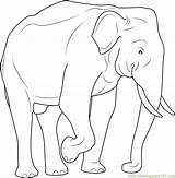 Tribal Elephant Coloring Pages sketch template